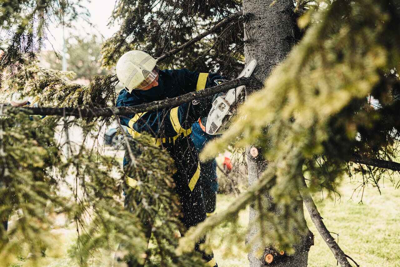 The Steps Involved in Our Tree Care Process in North Judson, IN